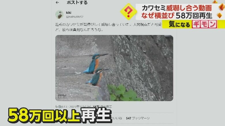 SNSで58万回以上再生された、カワセミの動画