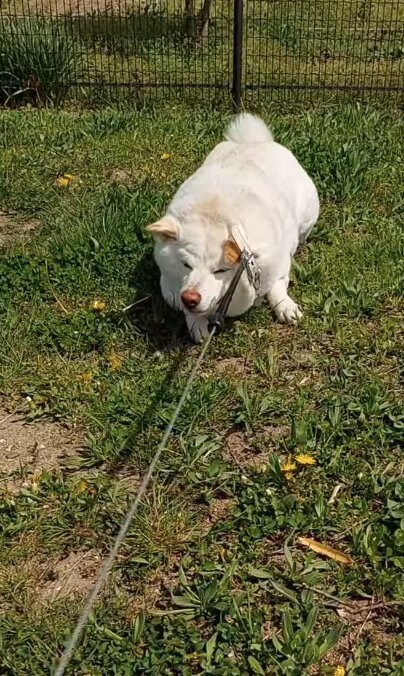 提供： kinako_kinakoさん