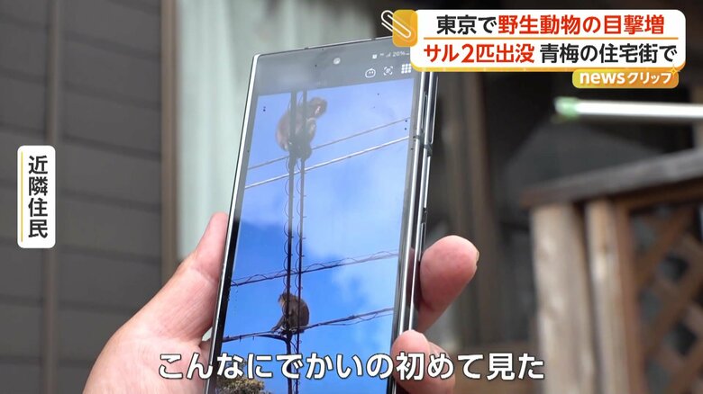 サルの姿を撮影していた女性