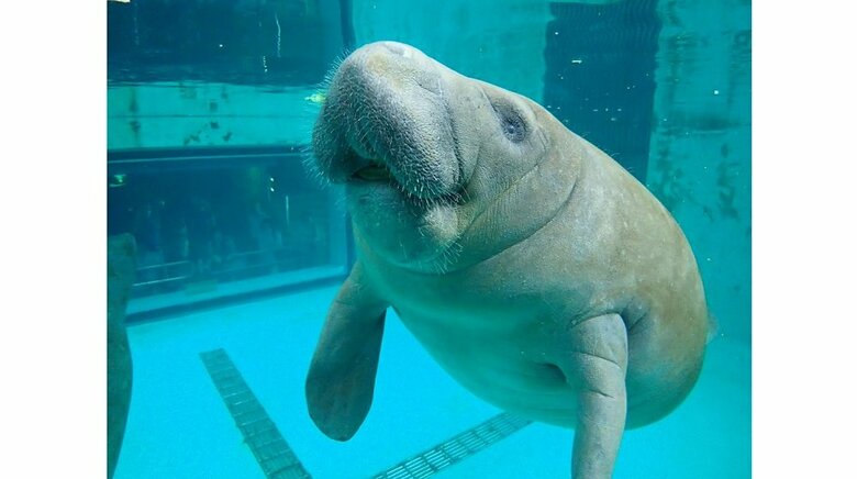 下向きについているというマナティーの口　ユマ（提供：国営沖縄記念公園（海洋博公園）・沖縄美ら海水族館）