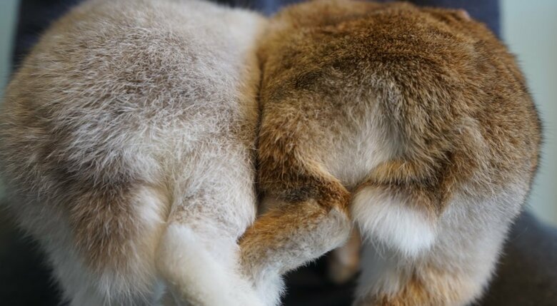 左：ミロくん　右：アンジーちゃん（提供：うさぎと暮らしと。さん）