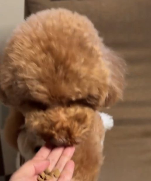 提供：Leo トイプードルさん