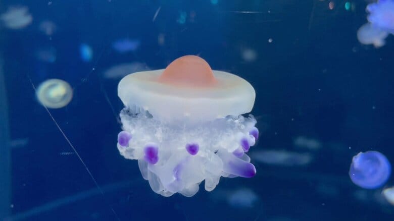 （提供：新江ノ島水族館）