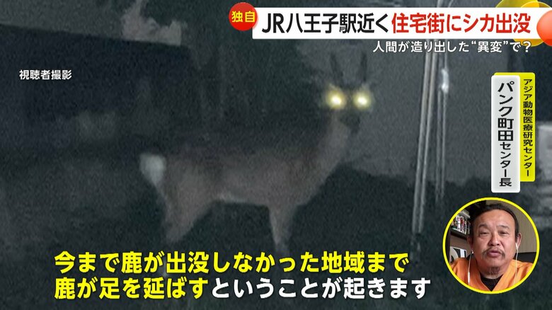 カメラの方を見るシカ。夜のため目が光っている
