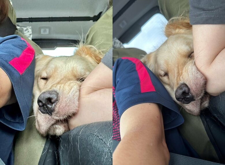 提供：イブ（ゴールデンレトリバー）さん