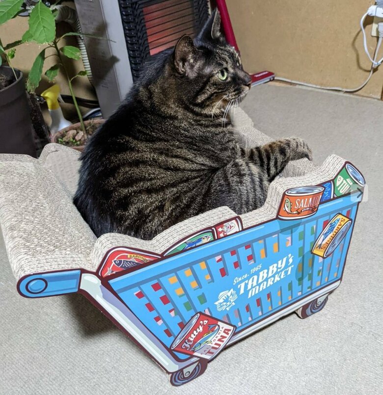 ヒジキくん（提供：サユヤスさん）