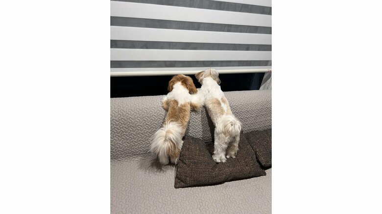 パパを帰りを待つ2匹