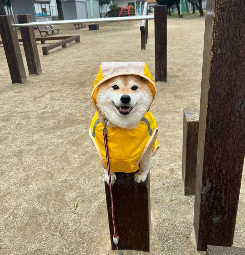 散歩で行った公園では楽しそうな表情（画像提供：柴犬ハナさん）