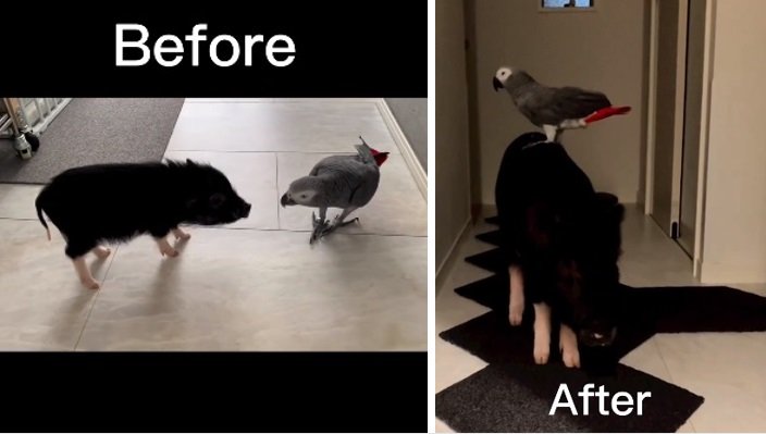 （左）初対面時はタジタジな様子のチキンマンくん。（右）今は“背乗り”もできるように？