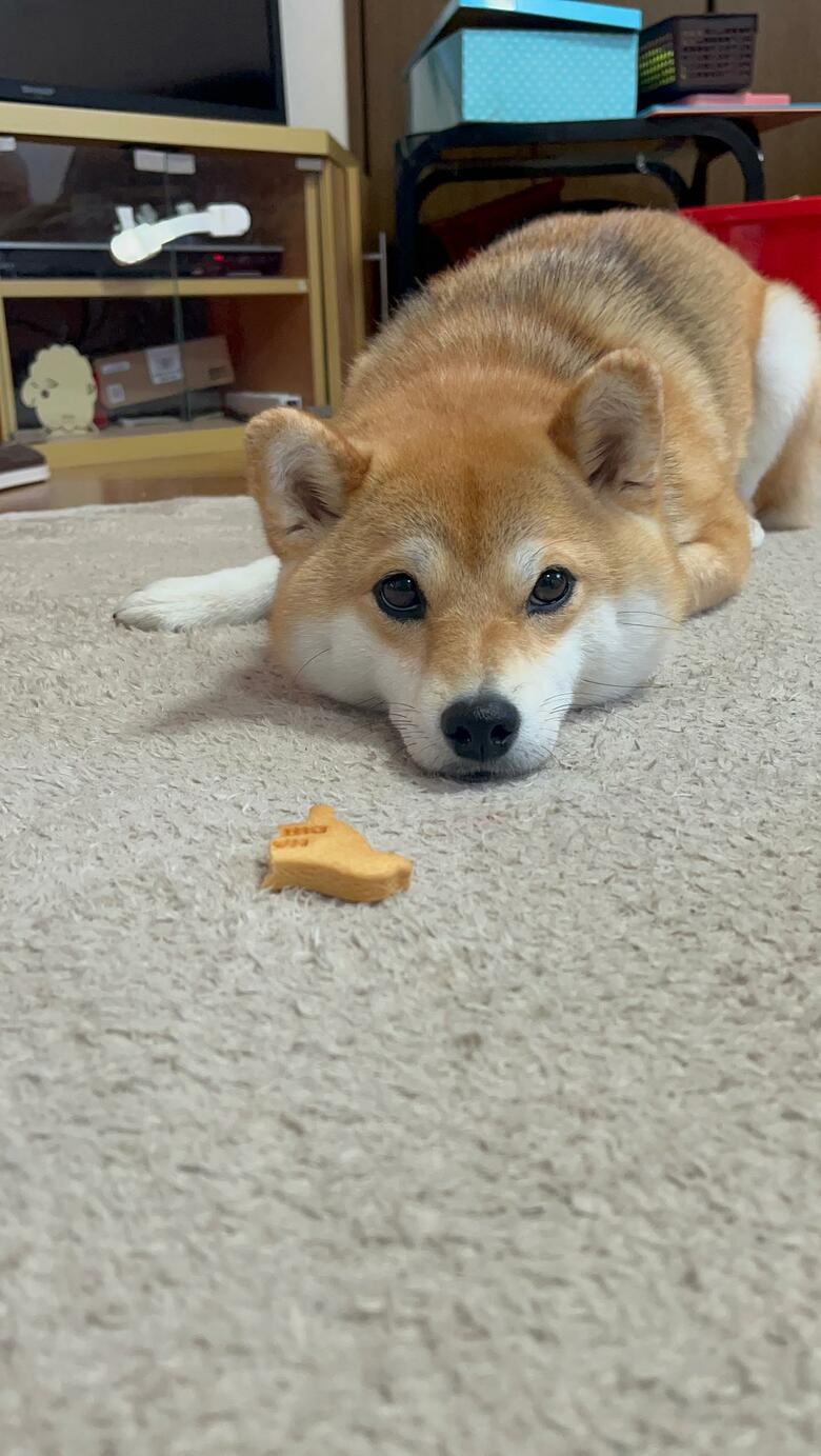 提供：柴犬ゆきちゃん