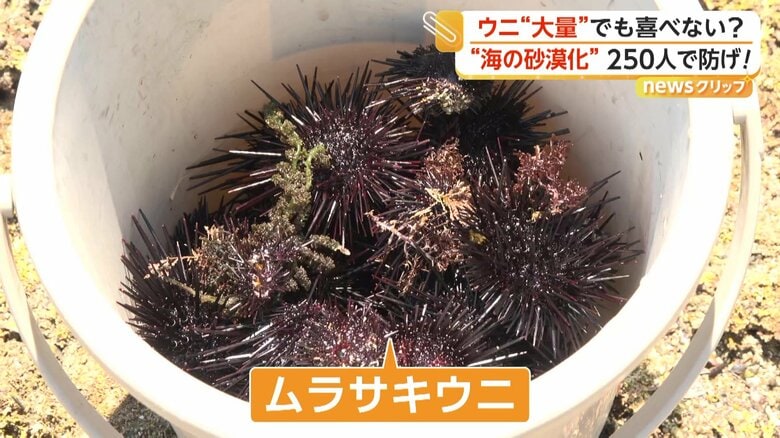 人々が黙々と取っていたムラサキウニ