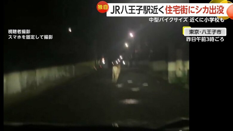 夜の住宅街を軽やかに駆け回るシカの様子③