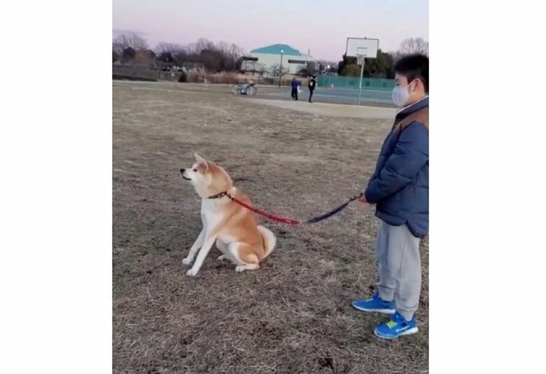 「前向いて〜」登校する息子さんが気になりすぎて“欽ちゃん走り”に!? 秋田犬の歩き方が愛おしい｜FNNプライムオンライン