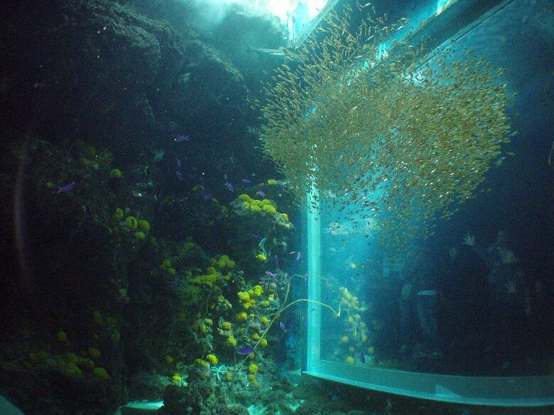 水中からのキンメモドキ（提供：アクアマリンふくしま）