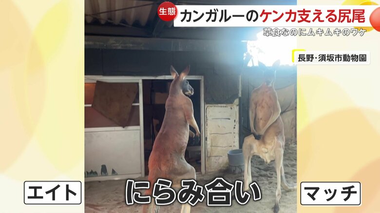 マッチは1歩下がって距離を取り、しばらくにらみ合いが続いた