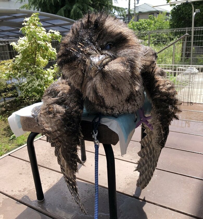 ひなたぼっこ中　まったりしてお猿さんのような姿に…