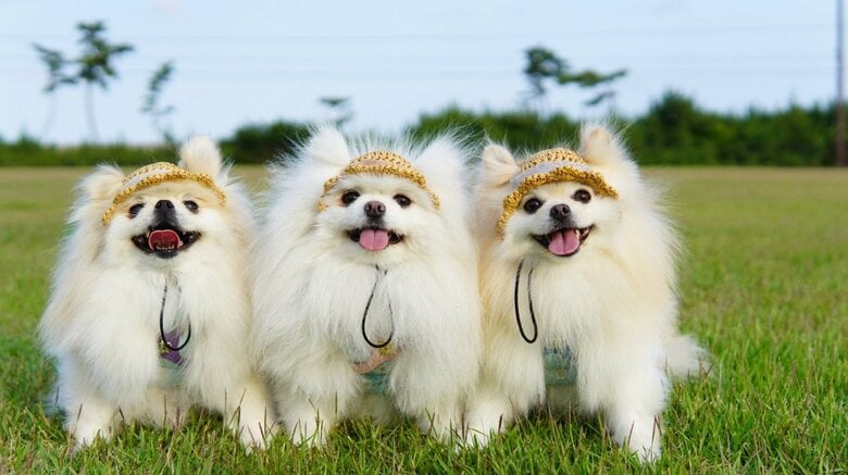 左からクララちゃん・メルちゃん・マリンちゃん