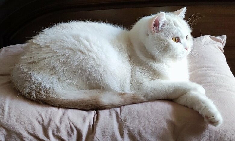 飼い主さんの枕を占領