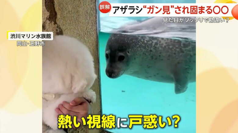 ビション・フリーゼのセトくんを見つめるゴマフアザラシのもち丸くん