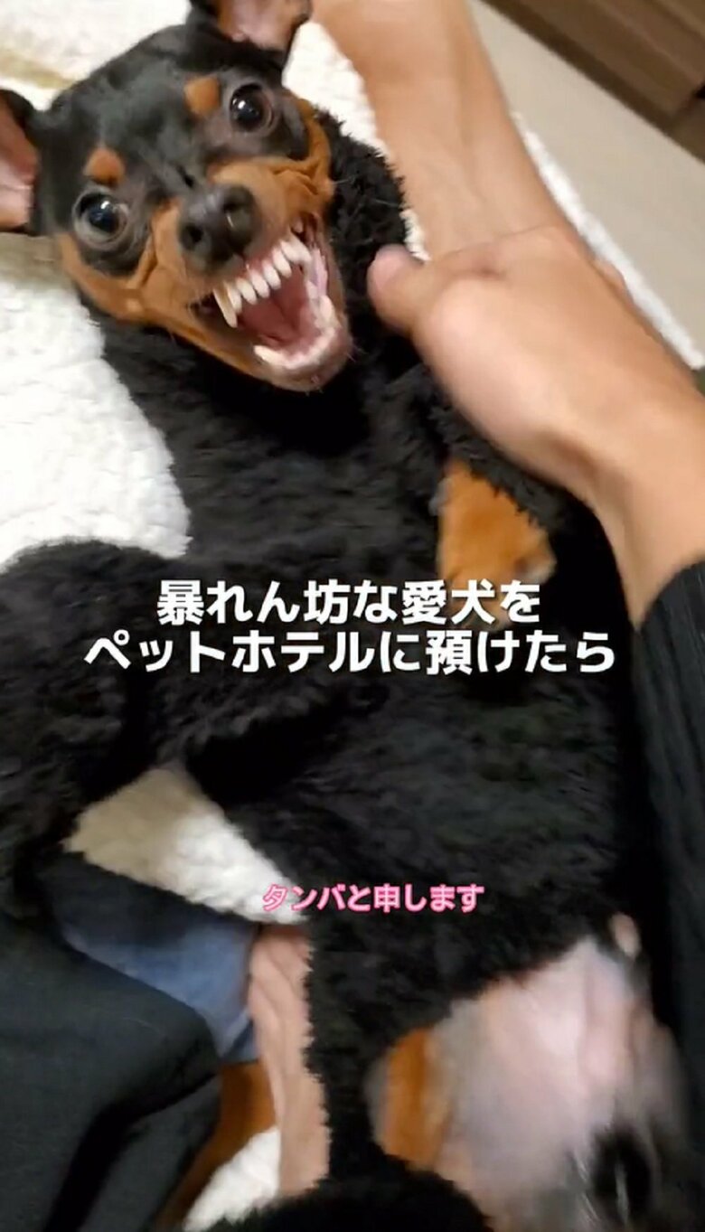 飼い主さんになでられて、うれしくてガウガウ