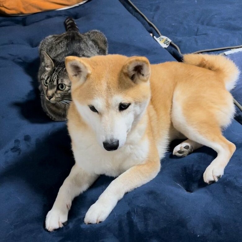 雷の時、空くんに寄り添うももちゃん