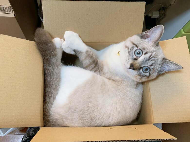 ダンボールにすっぽりのこめくん