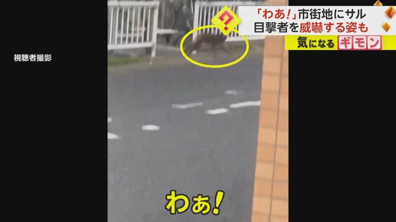 佐賀・唐津市で撮影されたサルが道路を横切る様子