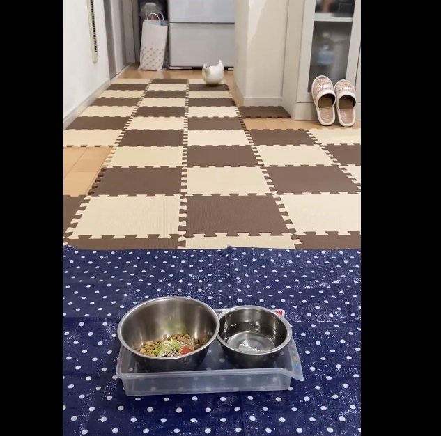 ごはんの時間になって急いで走ってくるピヨコちゃん
