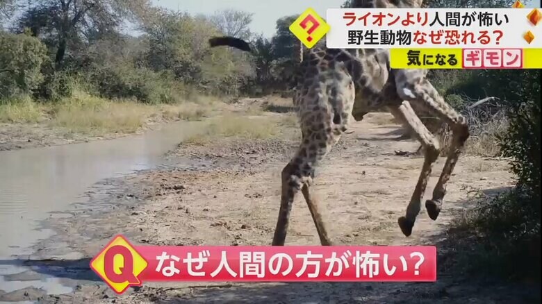 野生動物たちが、ライオンよりも人間の方を恐れる理由は？