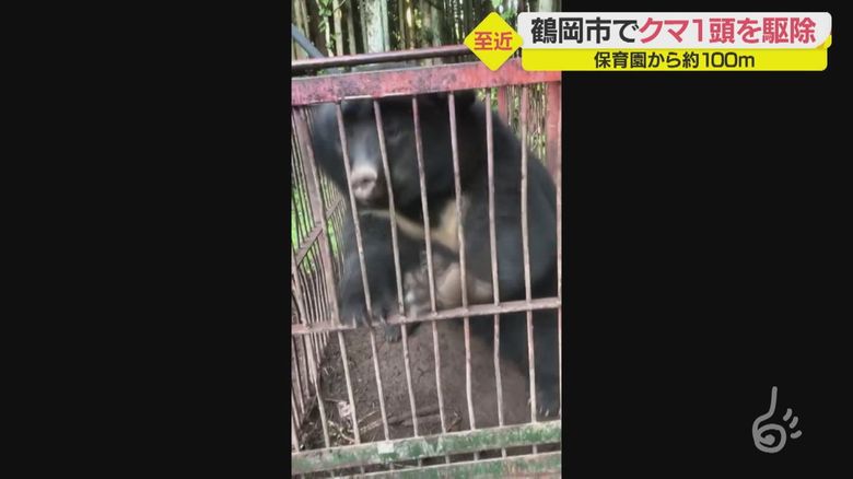 鶴岡市羽黒町でオリにクマ...保育園からわずか100メートル