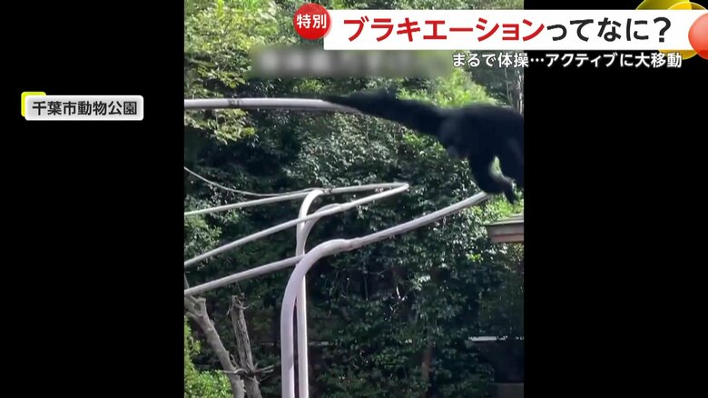 フクロテナガザルのメス、ハートちゃん