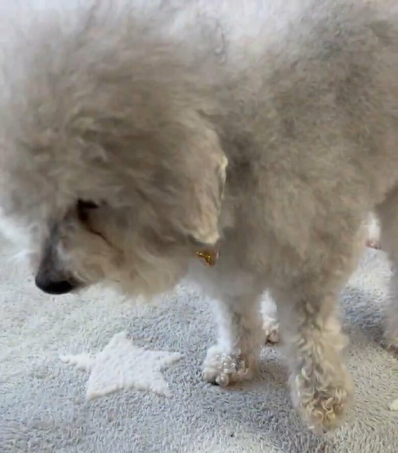 別の日のハルくんとケンカした後の様子　この時も左の前足を“負傷”したと報告