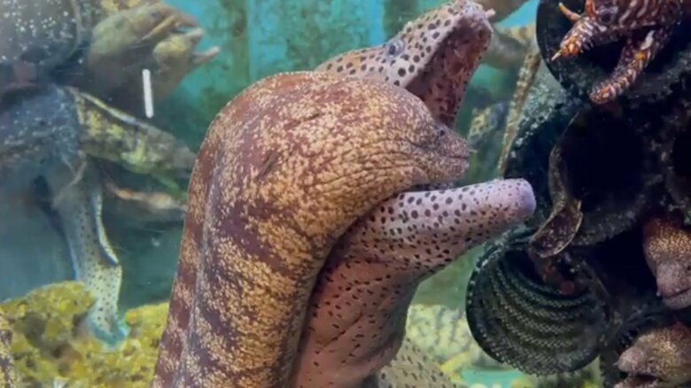 少し気まずそうな表情で口から出てきた