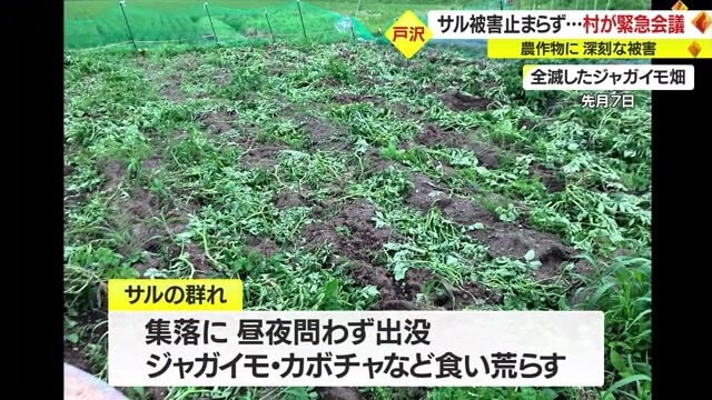 全滅したジャガイモ畑