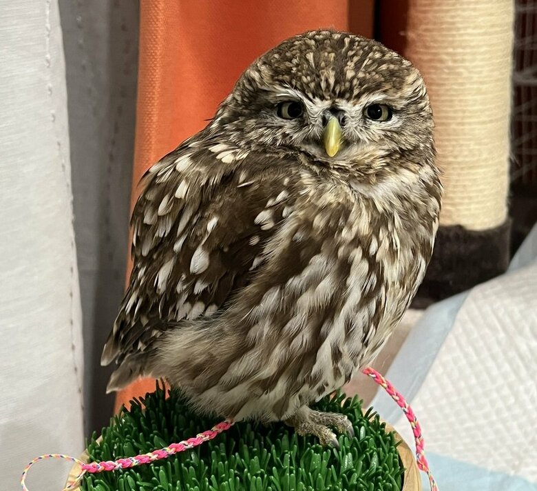 ふんわりした表情