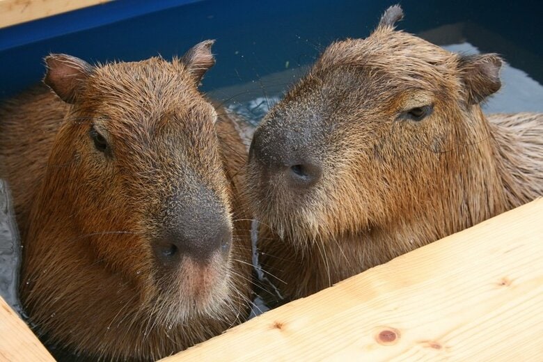 湯田温泉の湯につかるカピバラ（提供：山口大学共同獣医学部　木村透教授）