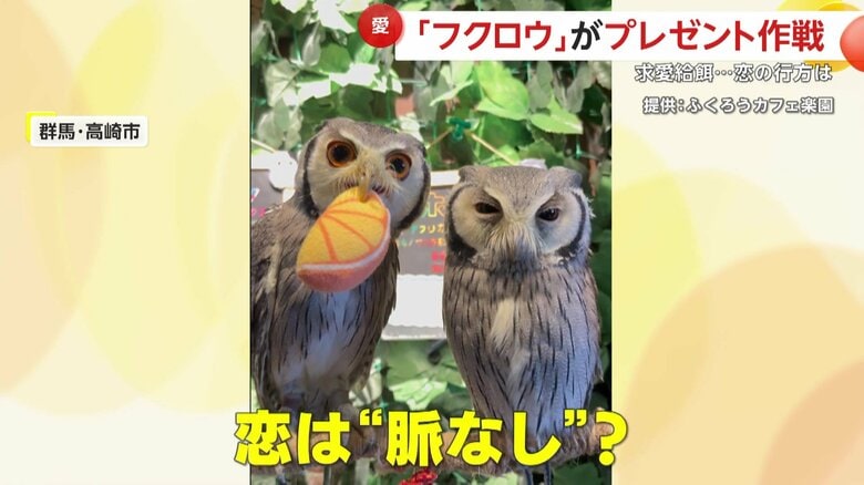 ミカンくんのこの恋は脈がないと思われたが…