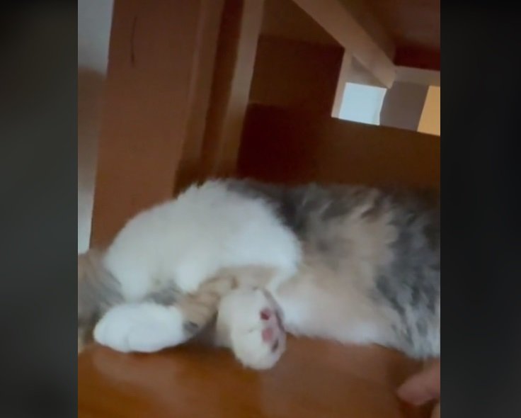 ぱたりと倒れるるぅちゃん