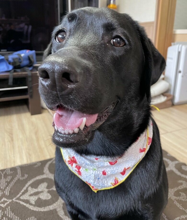 普段は穏やかでかわいらしい顔をしているぽこちゃん