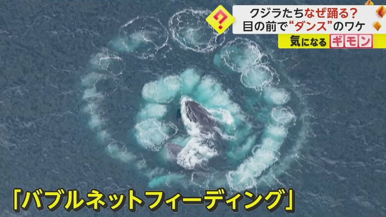 泡の中心から顔を出す。ザトウクジラの狩りの方法だった