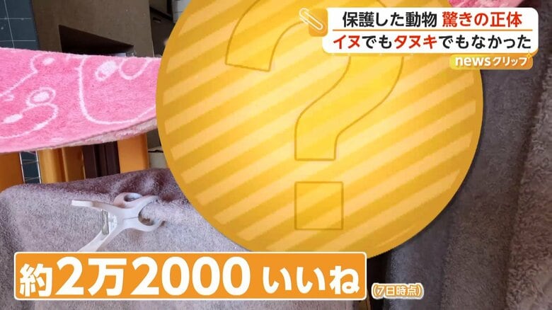Xで話題となっていた動物の赤ちゃん