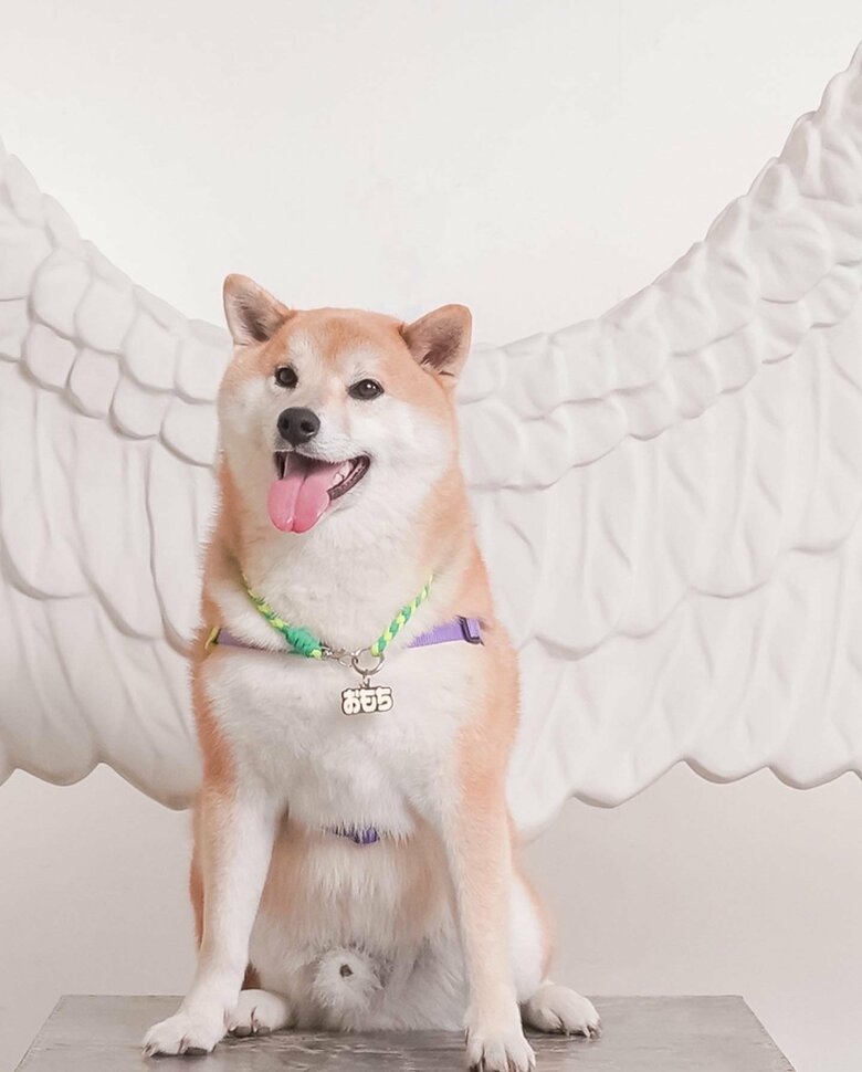 提供：柴リアンハスキーもちごめ兄弟さん