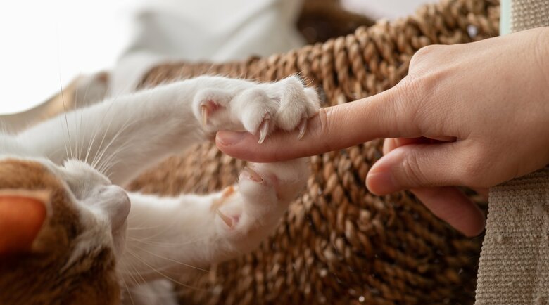 傷口から感染することがある（画像はイメージ）