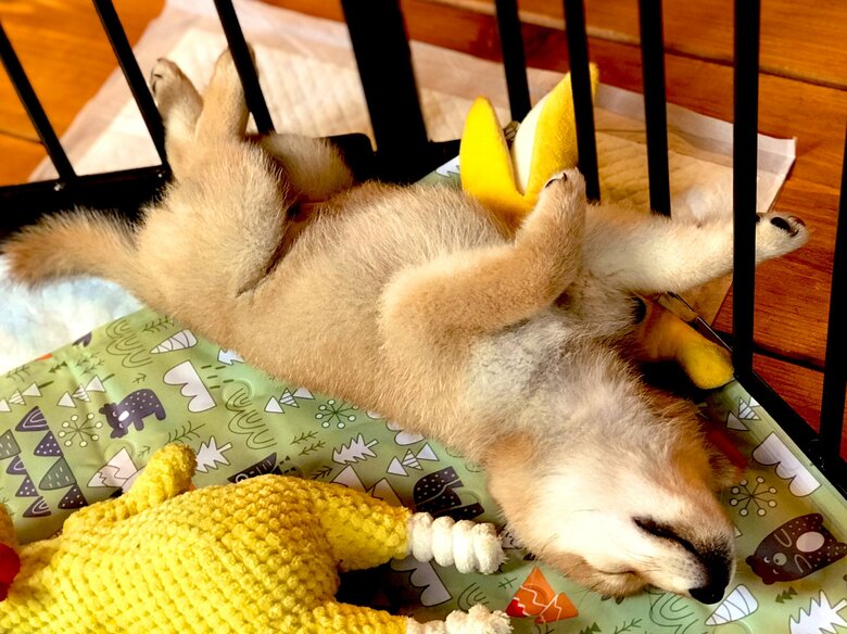 たっぷり寝て大きくなる？