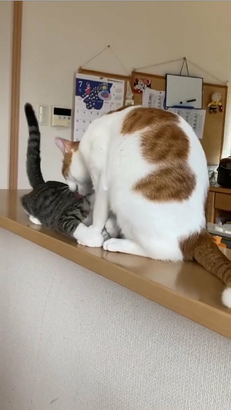 大三くんをなめなめするわさびくん