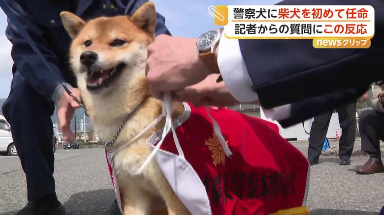 警察犬のガウンを着せられるつぶ