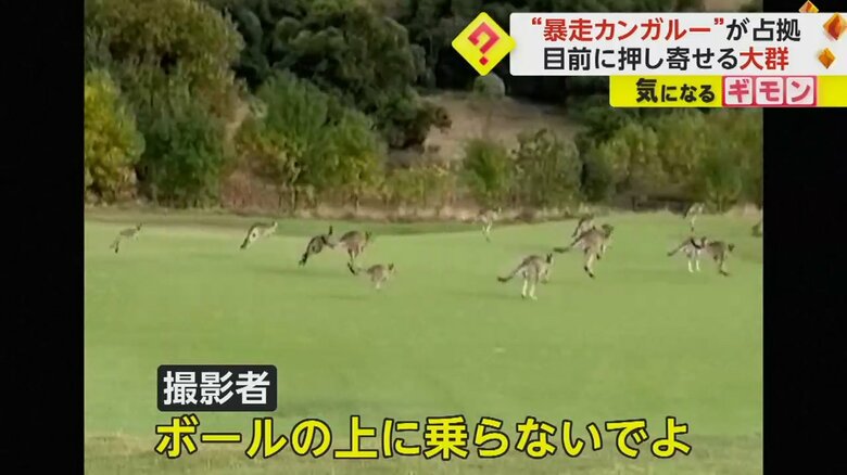 ゴルフ場を大暴走するカンガルーの大群①