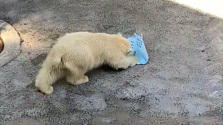 ゆめちゃんの雑巾がけ（その5）そして、ズリズリは続く…