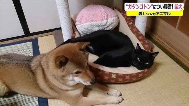 柴犬のカレンと黒猫のキータ