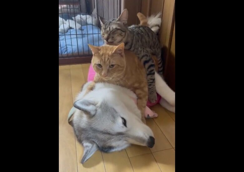 下からユキちゃん、レンくん、サンくんの“犬猫団子”状態